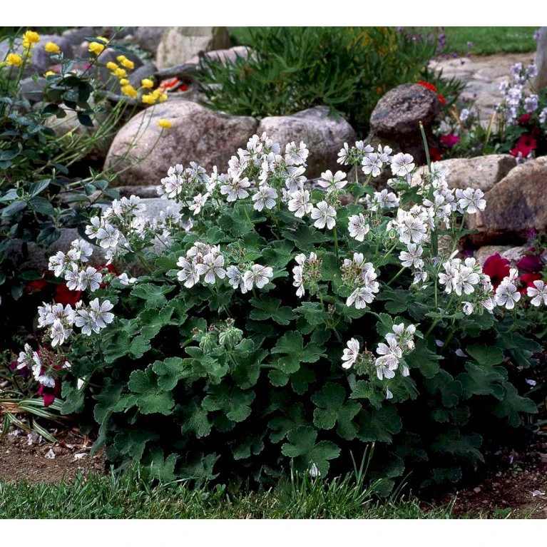 Storkenæb Renardii Geranium Renardii 1 liter potte Storkenæb Renardii Geranium Renardii 1 Liter Potte -Plantetorvet Butik mi3104 geranium renardii 58d0