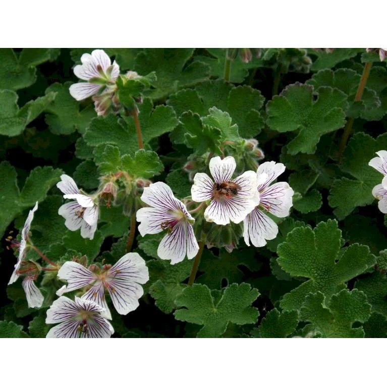 Storkenæb Renardii Geranium Renardii 1 liter potte Storkenæb Renardii Geranium Renardii 1 Liter Potte -Plantetorvet Butik mi3104 geranium renardii fb43