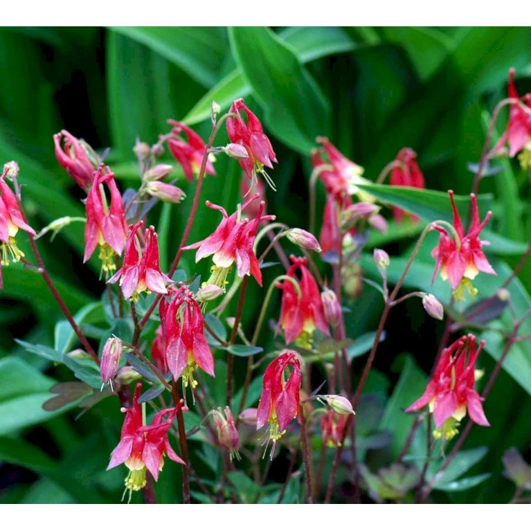Akeleje 'Little Lanterns' Aquilegia Canadensis 'Little Lanterns' 1 liter potte Akeleje 'Little Lanterns' Aquilegia Canadensis 'Little Lanterns' 1 Liter Potte -Plantetorvet Butik mi3111 aquilegia canadensis little lanterns 4d6e