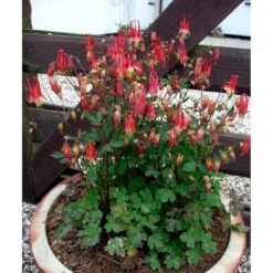 Akeleje 'Little Lanterns' Aquilegia Canadensis 'Little Lanterns' 1 Liter Potte 5 Akeleje 'Little Lanterns' Aquilegia Canadensis 'Little Lanterns' 1 Liter Potte -Plantetorvet Butik mi3111 aquilegia canadensis little lanterns 92aa