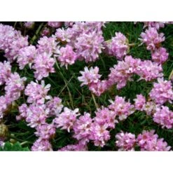 Enebærbladet Engelsk Græs Armeria Juniperifolia 10 Cm. Potte -Plantetorvet Butik mi3148 armeria juniperifolia 014f