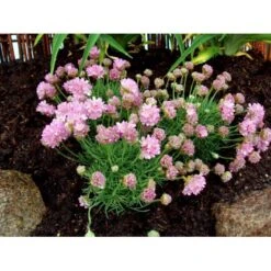 Enebærbladet Engelsk Græs Armeria Juniperifolia 10 Cm. Potte -Plantetorvet Butik mi3148 armeria juniperifolia bf50