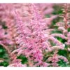 Astilbe 'Cattleya' Astilbe Arendsii 'Cattleya' 1 Liter Potte 2 Astilbe 'Cattleya' Astilbe Arendsii 'Cattleya' 1 Liter Potte -Plantetorvet Butik mi3157 astilbe cattleya c5cd