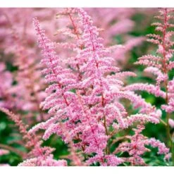 Astilbe 'Cattleya' Astilbe Arendsii 'Cattleya' 1 Liter Potte