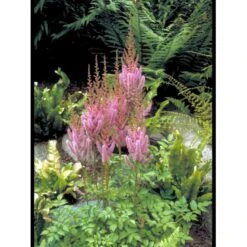 Astilbe 'Purpurlanze' Astilbe Chinensis 'Purpurlanze' 1 Liter Potte