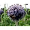 Tidselkugle 'Taplow Blue' Echinops Bannaticus 'Taplow Blue' 1 Liter Potte -Plantetorvet Butik mi3175 echinops bannaticus taplow blue 2a77