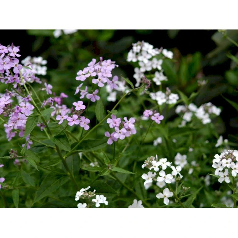 Natviol Hesperis Matronalis 1 liter potte Natviol Hesperis Matronalis 1 Liter Potte -Plantetorvet Butik mi3190 hesperis matronalis 2d5f