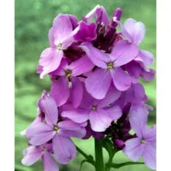 Natviol Hesperis Matronalis 1 Liter Potte 4 Natviol Hesperis Matronalis 1 Liter Potte -Plantetorvet Butik mi3190 hesperis matronalis 644c