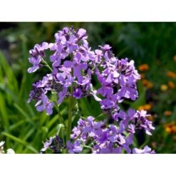 Natviol Hesperis Matronalis 1 Liter Potte 9 Natviol Hesperis Matronalis 1 Liter Potte -Plantetorvet Butik mi3190 hesperis matronalis 958b