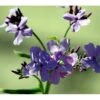 Natviol Hesperis Matronalis 1 Liter Potte 2 Natviol Hesperis Matronalis 1 Liter Potte -Plantetorvet Butik mi3190 hesperis matronalis e517