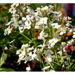 Natviol 'Alba' Hesperis Matronalis 'Alba' 1 Liter Potte
