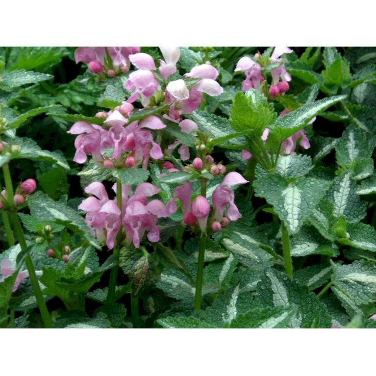 Plettet Tvetand 'Shell Pink' Lamium Maculatum 'Shell Pink' 10 cm. potte Plettet Tvetand 'Shell Pink' Lamium Maculatum 'Shell Pink' 10 Cm. Potte -Plantetorvet Butik mi3199 lamium maculatum shell pink 7de2