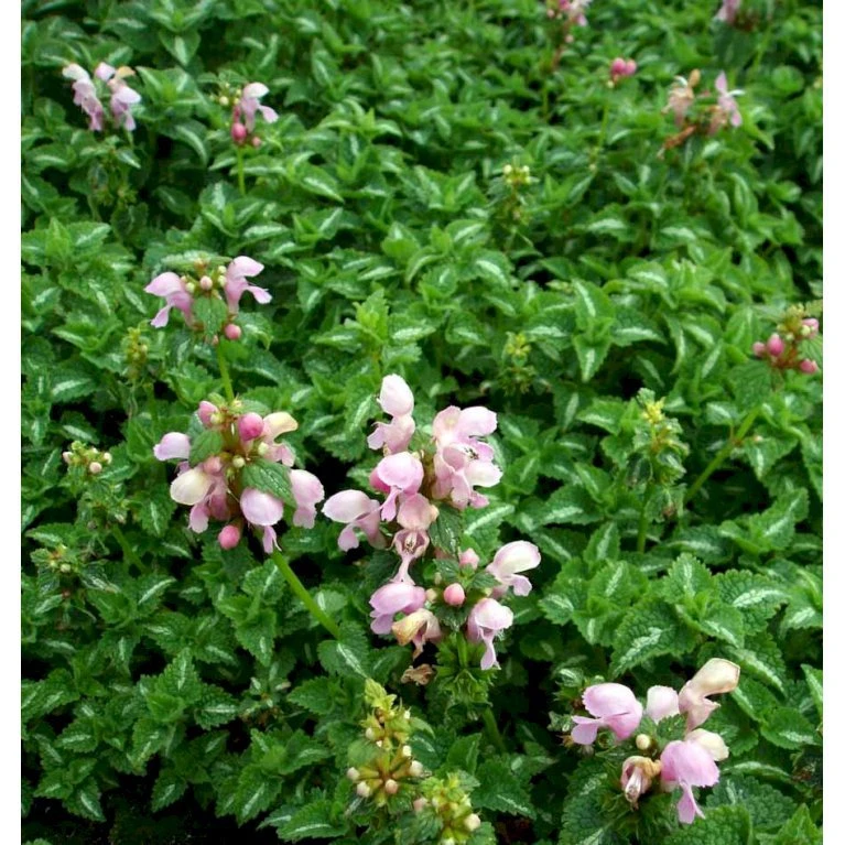 Plettet Tvetand 'Shell Pink' Lamium Maculatum 'Shell Pink' 10 cm. potte Plettet Tvetand 'Shell Pink' Lamium Maculatum 'Shell Pink' 10 Cm. Potte -Plantetorvet Butik mi3199 lamium maculatum shell pink 9414