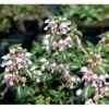 Plettet Tvetand 'Shell Pink' Lamium Maculatum 'Shell Pink' 10 Cm. Potte -Plantetorvet Butik mi3199 lamium maculatum shell pink e046