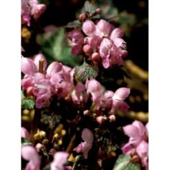 Plettet Tvetand 'Shell Pink' Lamium Maculatum 'Shell Pink' 10 Cm. Potte 6 Plettet Tvetand 'Shell Pink' Lamium Maculatum 'Shell Pink' 10 Cm. Potte -Plantetorvet Butik mi3199 lamium maculatum shell pink fbb5