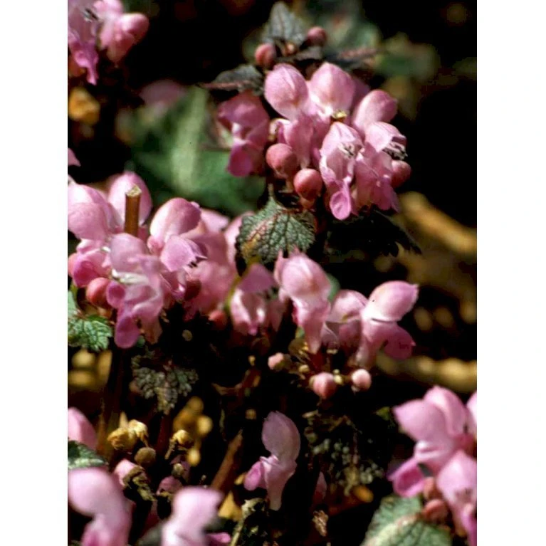 Plettet Tvetand 'Shell Pink' Lamium Maculatum 'Shell Pink' 10 cm. potte Plettet Tvetand 'Shell Pink' Lamium Maculatum 'Shell Pink' 10 Cm. Potte -Plantetorvet Butik mi3199 lamium maculatum shell pink fbb5
