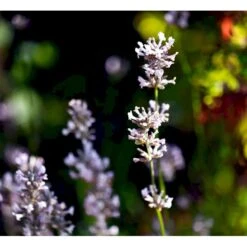 Lavendel 'Rosea' Lavandula Angustifolia 'Rosea' 10 Cm. Potte -Plantetorvet Butik mi3216 lavandula angustifolia rosea 3eb7