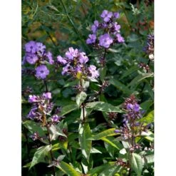 Høstfloks 'Blue Paradise' Phlox Paniculata 'Blue Paradise' 1 Liter Potte -Plantetorvet Butik mi3222 phlox paniculata blue paradise 56e9