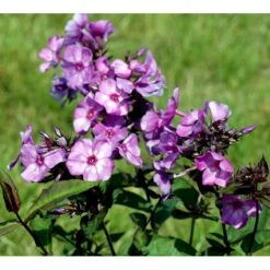 Høstfloks 'Blue Paradise' Phlox Paniculata 'Blue Paradise' 1 Liter Potte -Plantetorvet Butik mi3222 phlox paniculata blue paradise bce3