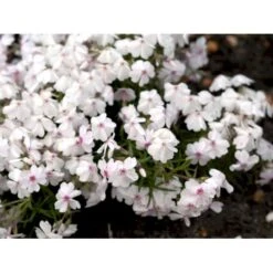 Lyngfloks 'Amazing Grace' Phlox Subulata 'Amazing Grace' 10 Cm. Potte 5 Lyngfloks 'Amazing Grace' Phlox Subulata 'Amazing Grace' 10 Cm. Potte -Plantetorvet Butik mi3224 phlox subulata amazing grace a557