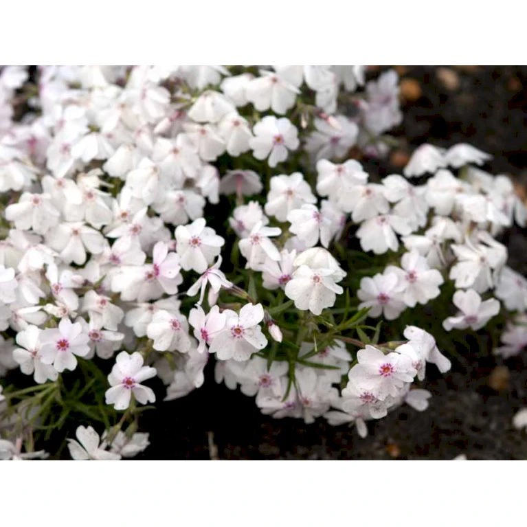 Lyngfloks 'Amazing Grace' Phlox Subulata 'Amazing Grace' 10 cm. potte Lyngfloks 'Amazing Grace' Phlox Subulata 'Amazing Grace' 10 Cm. Potte -Plantetorvet Butik mi3224 phlox subulata amazing grace a557