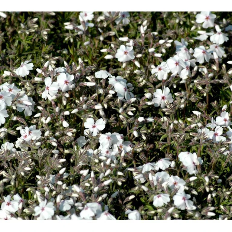 Lyngfloks 'Amazing Grace' Phlox Subulata 'Amazing Grace' 10 Cm. Potte