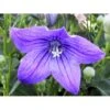 Ballonklokke 'Fuji Blue' Platycodon Grandiflorus 'Fuji Blue' 10 Cm. Potte -Plantetorvet Butik mi3229 platycodon grandiflorus fuji blue 5a7d