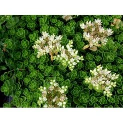 Rød Stenurt 'Album Superbum' Sedum Spurium 'Album Superbum' 10 Cm. Potte -Plantetorvet Butik mi3237 sedum spurium album superbum 39ff