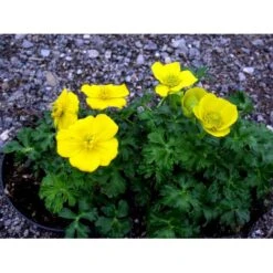 Dværg-Engblomme Trollius Pumilus 1 Liter Potte 5 Dværg-Engblomme Trollius Pumilus 1 Liter Potte -Plantetorvet Butik mi3253 trollius pumilus 26a2
