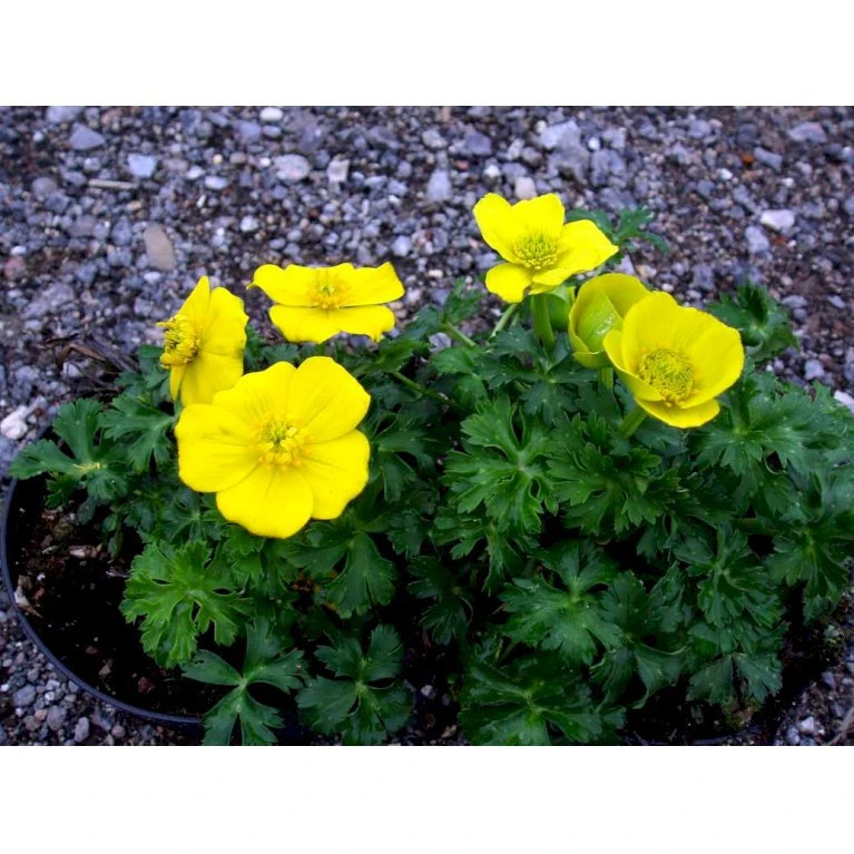 Dværg-Engblomme Trollius Pumilus 1 liter potte Dværg-Engblomme Trollius Pumilus 1 Liter Potte -Plantetorvet Butik mi3253 trollius pumilus 26a2