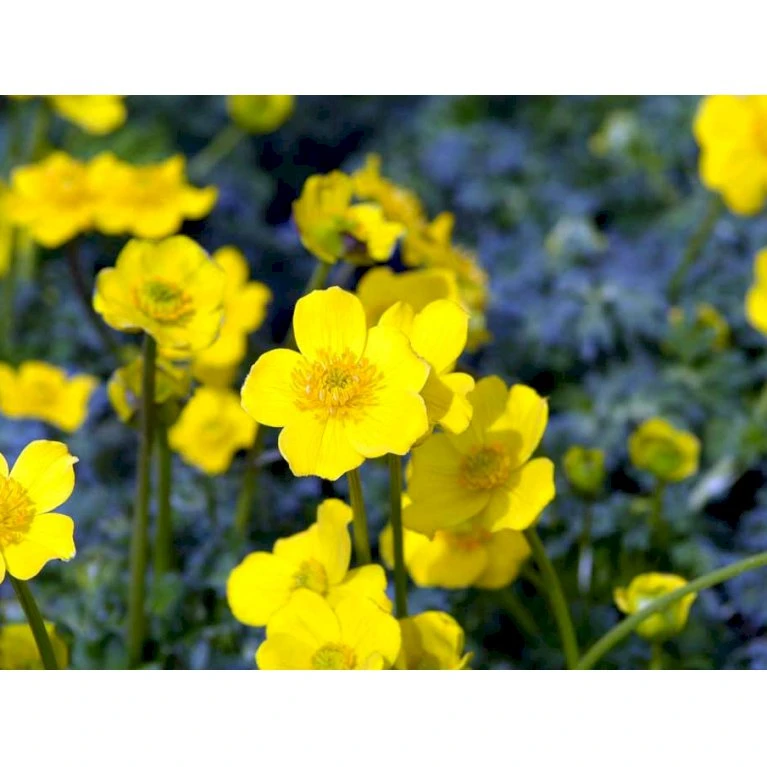 Dværg-Engblomme Trollius Pumilus 1 liter potte Dværg-Engblomme Trollius Pumilus 1 Liter Potte -Plantetorvet Butik mi3253 trollius pumilus 5900