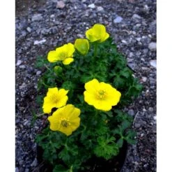 Dværg-Engblomme Trollius Pumilus 1 Liter Potte 6 Dværg-Engblomme Trollius Pumilus 1 Liter Potte -Plantetorvet Butik mi3253 trollius pumilus b639