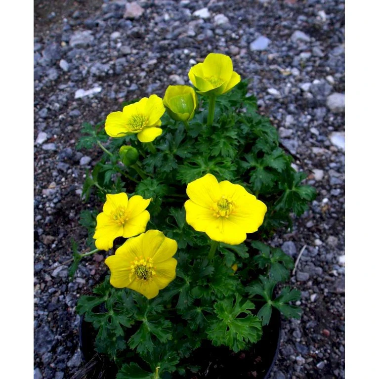 Dværg-Engblomme Trollius Pumilus 1 liter potte Dværg-Engblomme Trollius Pumilus 1 Liter Potte -Plantetorvet Butik mi3253 trollius pumilus b639