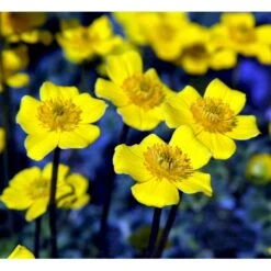 Dværg-Engblomme Trollius Pumilus 1 Liter Potte 4 Dværg-Engblomme Trollius Pumilus 1 Liter Potte -Plantetorvet Butik mi3253 trollius pumilus c60e