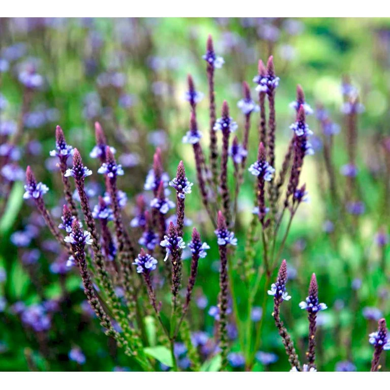 Spyd-Jernurt Verbena Hastata 1 liter potte Spyd-Jernurt Verbena Hastata 1 Liter Potte -Plantetorvet Butik mi3255 verbena hastata 23ef