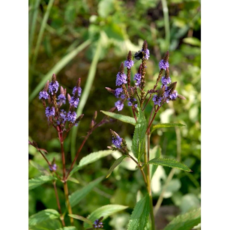 Spyd-Jernurt Verbena Hastata 1 liter potte Spyd-Jernurt Verbena Hastata 1 Liter Potte -Plantetorvet Butik mi3255 verbena hastata c785