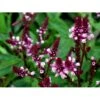 Spyd-Jernurt 'Pink Spires' Verbena Hastata 'Pink Spires' 1 Liter Potte 1 Spyd-Jernurt 'Pink Spires' Verbena Hastata 'Pink Spires' 1 Liter Potte -Plantetorvet Butik mi3257 verbena hastata pink spires 6711