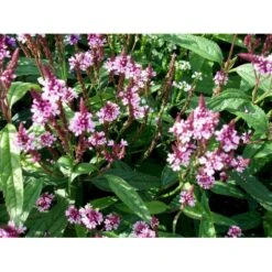 Spyd-Jernurt 'Pink Spires' Verbena Hastata 'Pink Spires' 1 Liter Potte -Plantetorvet Butik mi3257 verbena hastata pink spires fc56