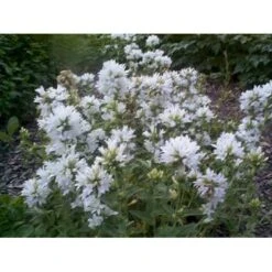 Nøgleklokke 'Schneekrone' Campanula Glomerata 'Schneekrone' 1 Liter Potte -Plantetorvet Butik mi3267 campanula glomerata schneekrone 61ac