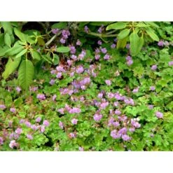 Engelsk Storkenæb 'Karmina' Geranium Cantabrigiense 'Karmina' 10 Cm. Potte -Plantetorvet Butik mi3271 geranium cantabrigiense karmina 2b78