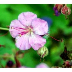 Engelsk Storkenæb 'Karmina' Geranium Cantabrigiense 'Karmina' 10 Cm. Potte -Plantetorvet Butik mi3271 geranium cantabrigiense karmina 6e07