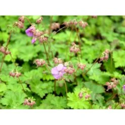 Engelsk Storkenæb 'Karmina' Geranium Cantabrigiense 'Karmina' 10 Cm. Potte -Plantetorvet Butik mi3271 geranium cantabrigiense karmina 7ecf