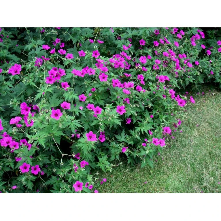 Storkenæb 'Patricia' Geranium Hybrid 'Patricia' 1 liter potte Storkenæb 'Patricia' Geranium Hybrid 'Patricia' 1 Liter Potte -Plantetorvet Butik mi3278 geranium hybrid patricia 458b