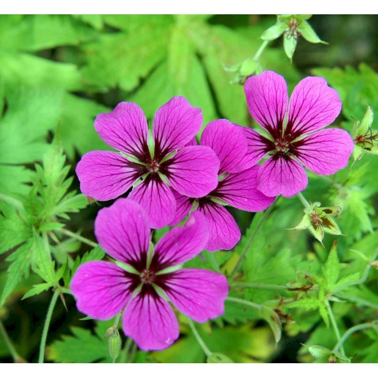 Storkenæb 'Patricia' Geranium Hybrid 'Patricia' 1 liter potte Storkenæb 'Patricia' Geranium Hybrid 'Patricia' 1 Liter Potte -Plantetorvet Butik mi3278 geranium hybrid patricia a05e
