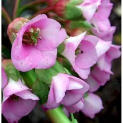 Kæmpestenbræk 'Baby Doll' Bergenia Cordifolia 'Baby Doll' 1 Liter Potte -Plantetorvet Butik mi327 bergenia baby doll 3820