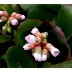 Kæmpestenbræk 'Baby Doll' Bergenia Cordifolia 'Baby Doll' 1 Liter Potte -Plantetorvet Butik mi327 bergenia baby doll 8194