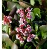 Kæmpestenbræk 'Baby Doll' Bergenia Cordifolia 'Baby Doll' 1 Liter Potte -Plantetorvet Butik mi327 bergenia baby doll e271