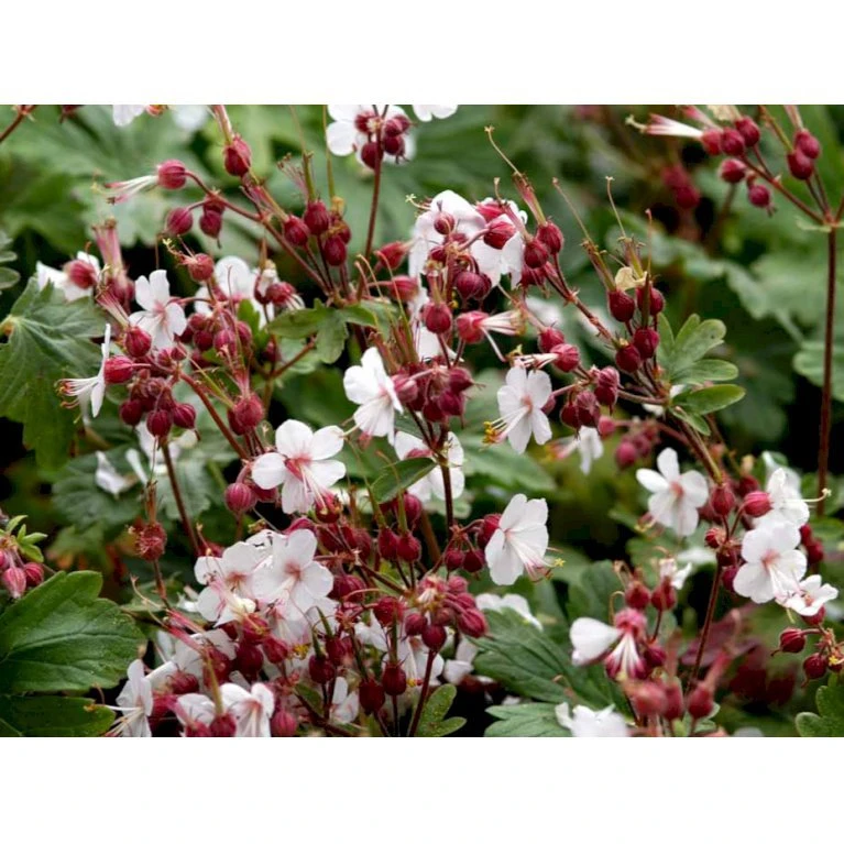 Storrodet Storkenæb 'Album' Geranium Macrorrhizum 'Album' 10 cm potte Storrodet Storkenæb 'Album' Geranium Macrorrhizum 'Album' 10 Cm Potte -Plantetorvet Butik mi3284 geranium macrorrhizum album 8bc6