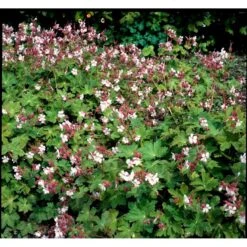 Storrodet Storkenæb 'Spessart' Geranium Macrorrhizum 'Spessart' 10 Cm. Potte 8 Storrodet Storkenæb 'Spessart' Geranium Macrorrhizum 'Spessart' 10 Cm. Potte -Plantetorvet Butik mi3287 geranium macrorrhizum spessart f863