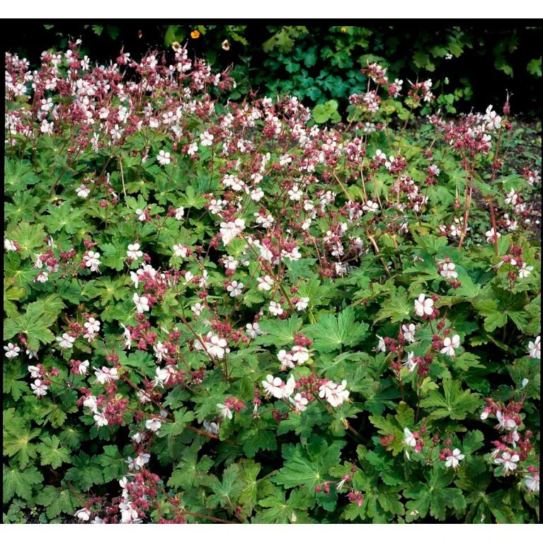 Storrodet Storkenæb 'Spessart' Geranium Macrorrhizum 'Spessart' 10 cm. potte Storrodet Storkenæb 'Spessart' Geranium Macrorrhizum 'Spessart' 10 Cm. Potte -Plantetorvet Butik mi3287 geranium macrorrhizum spessart f863